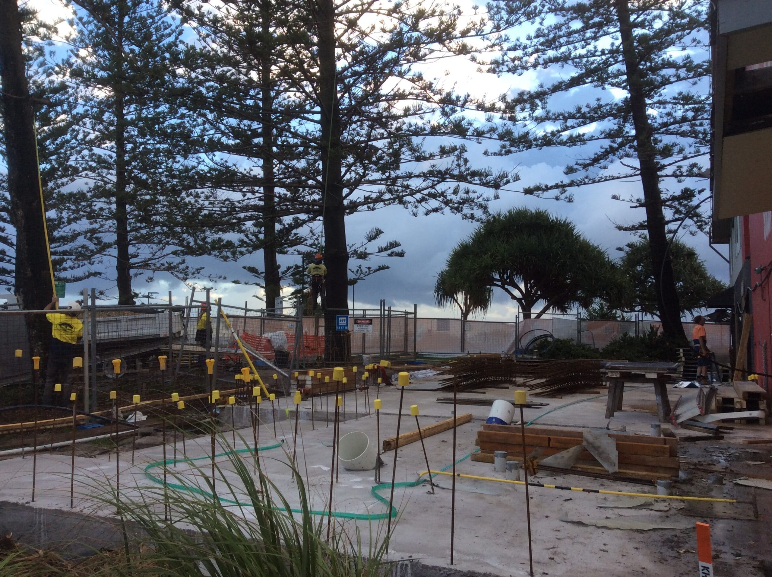 arborist reports level 5 arborist reports