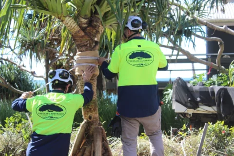 arborists sunshine coast tree assessment
