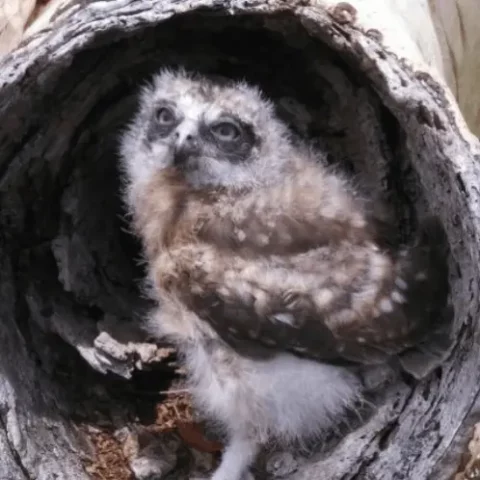 frank team mascot 498x498