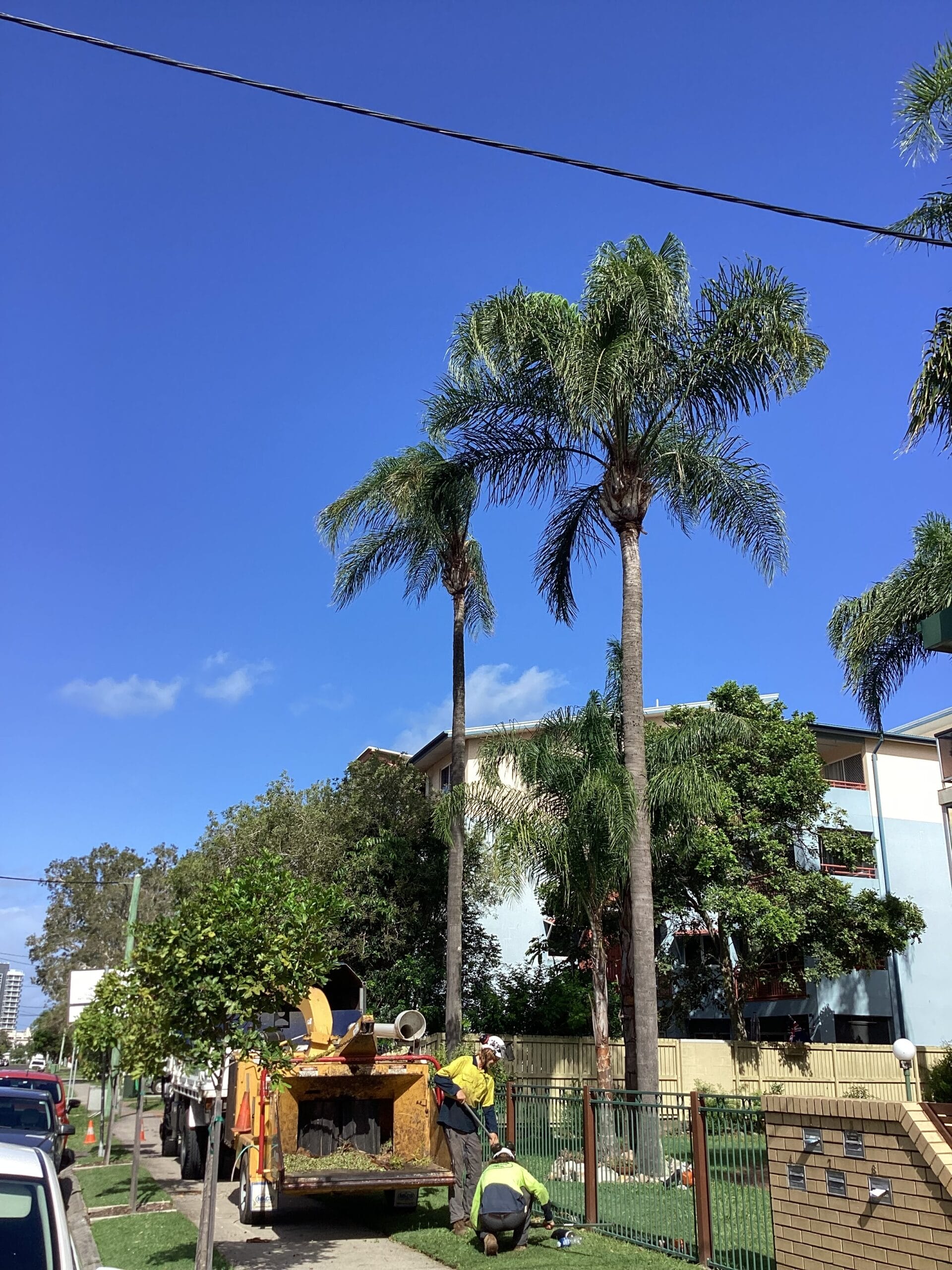 property management tree surgurey on the sc