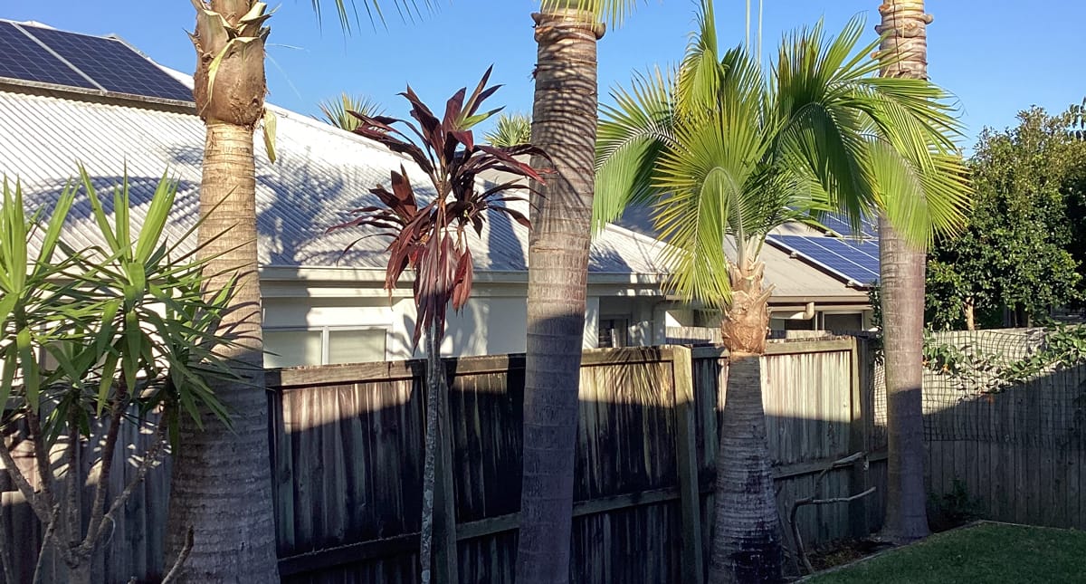 residential tree services sunshine coast