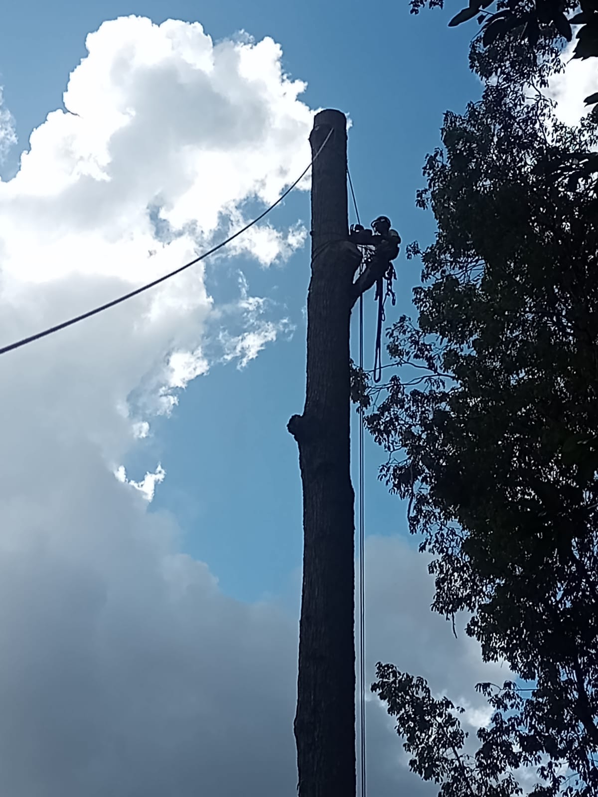 the differnce between lopping and trimming