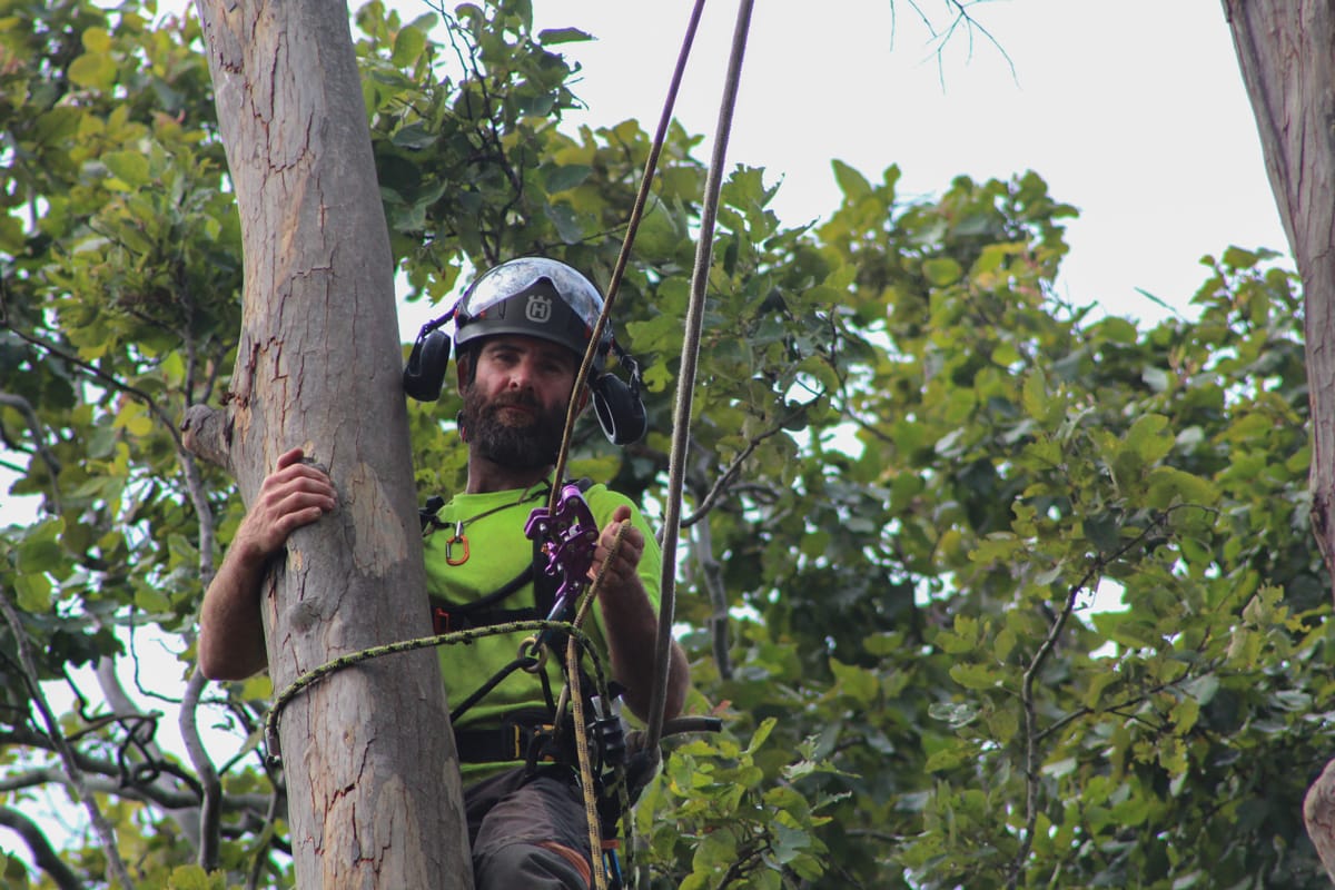 tree arborists sunshine coast