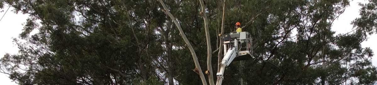 tree lopping sunshine coast
