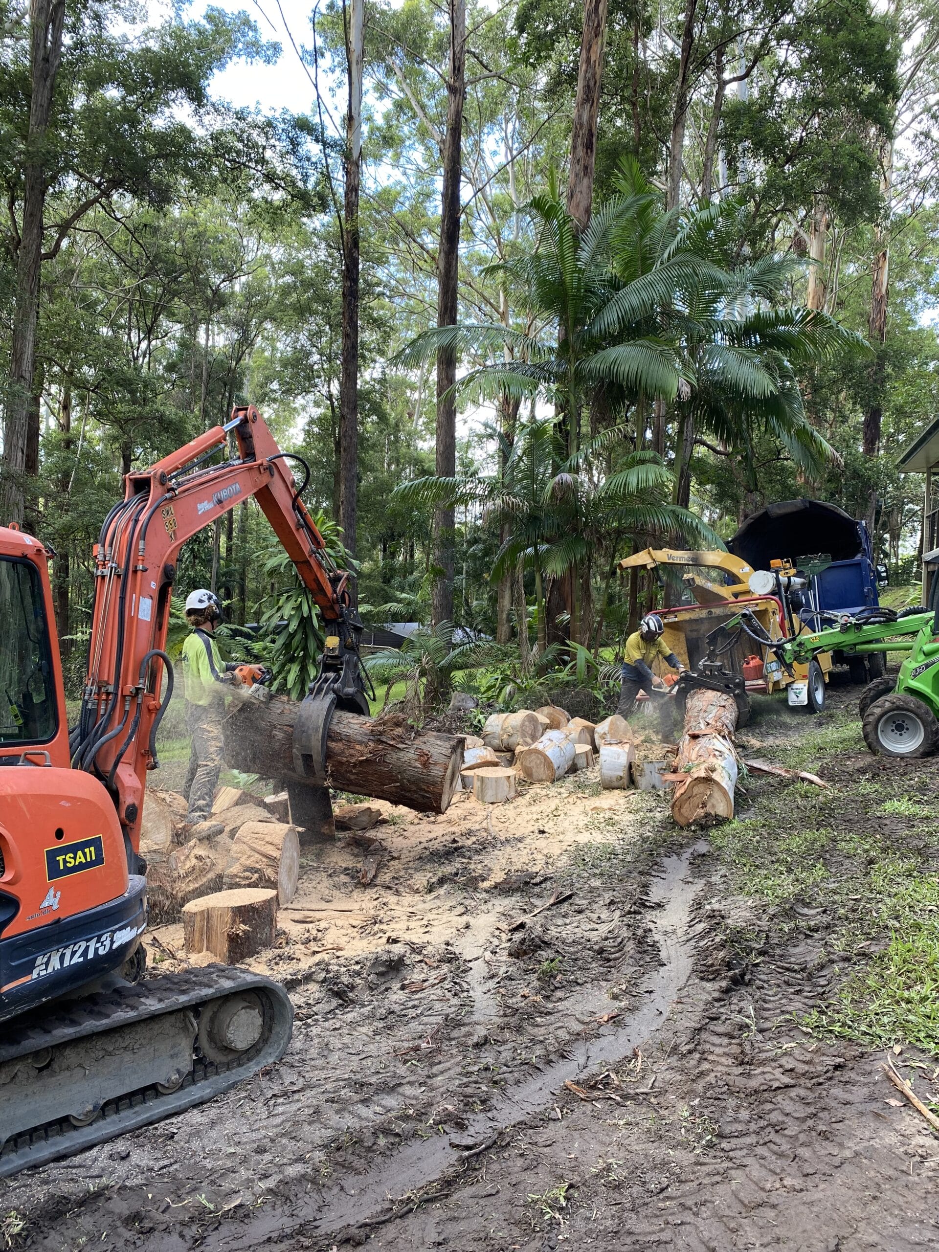 tree removal service in qld