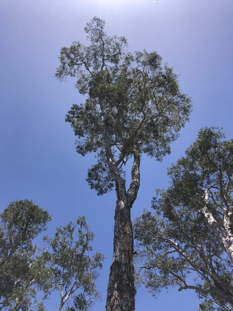 treesafe aurtralia arborist